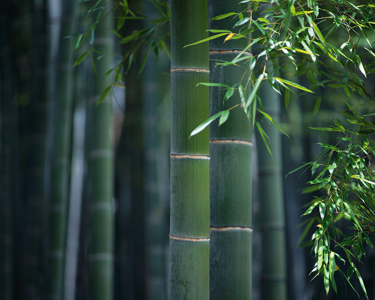 BambooForest